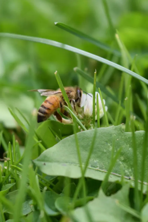 honeybee on clover
