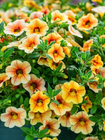 best hanging basket plant choice - Calibrachoa
