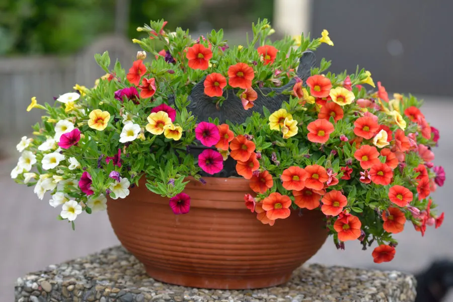 blooming plants