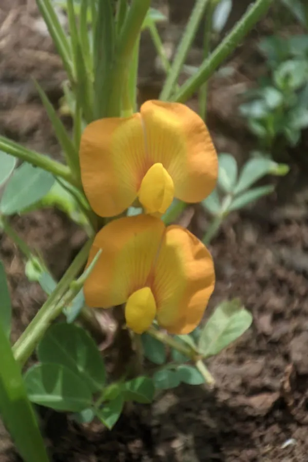 grow peanuts in pots and containers