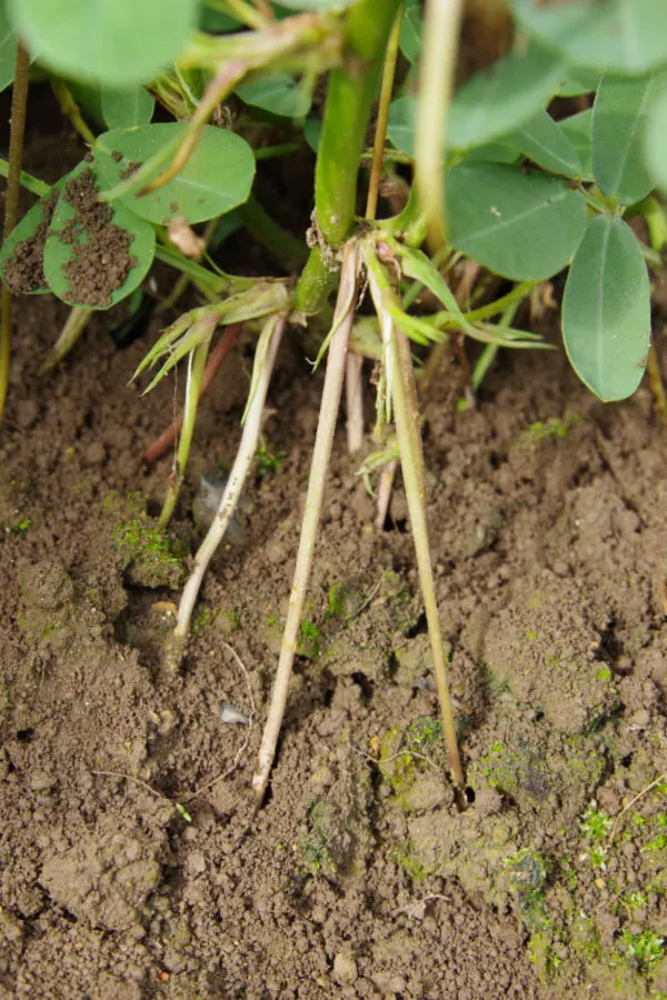 planting peanuts in pots - grow peanuts in containers