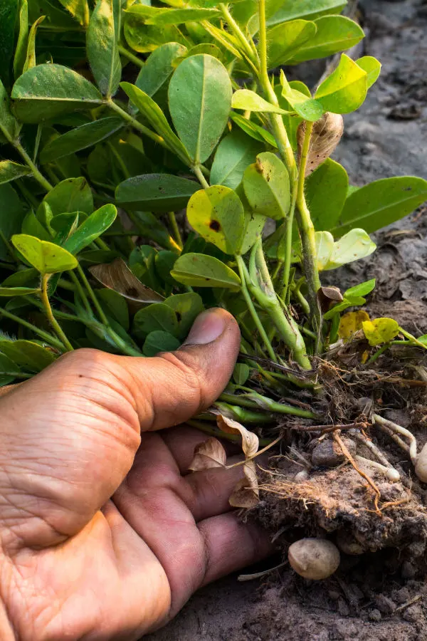 harvesting peanuts - growing peanuts in containers