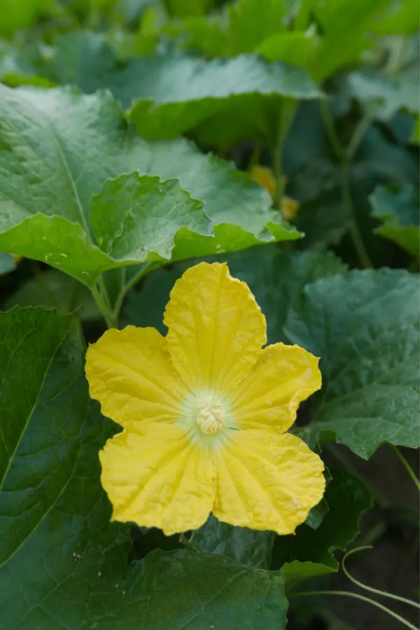 how to help save honeybees - pollinating vegetable plants