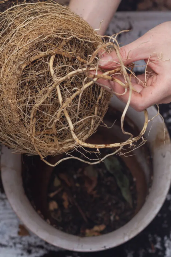 root bound potted flower plant