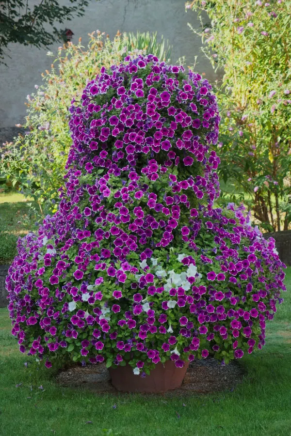 the best hanging basket plant choice - million bells