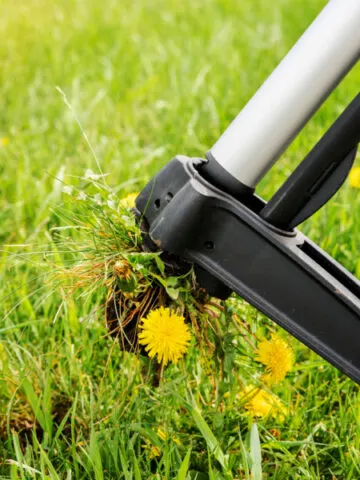 Closeup of a stand-up weeder