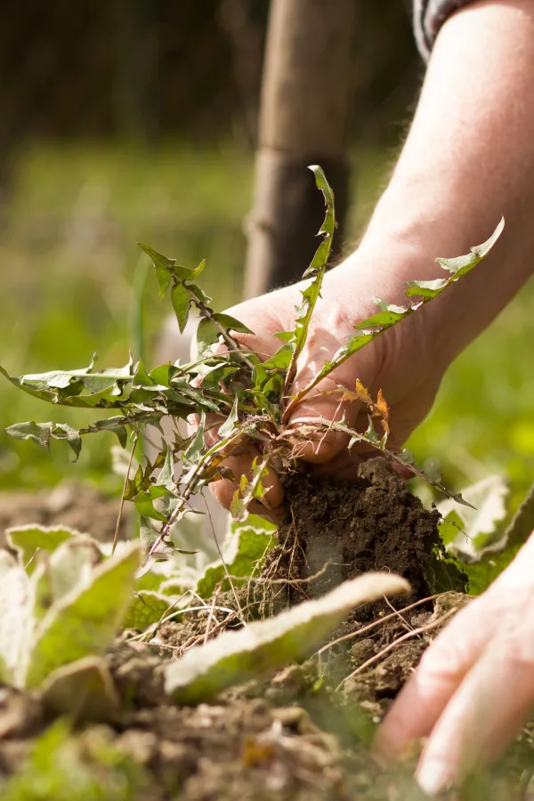 A hand pulling out garden weeds - something a tool can do a lot easier. 
