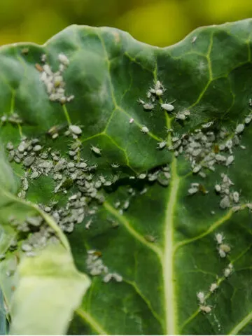 how to get rid of aphids on vegetable plants
