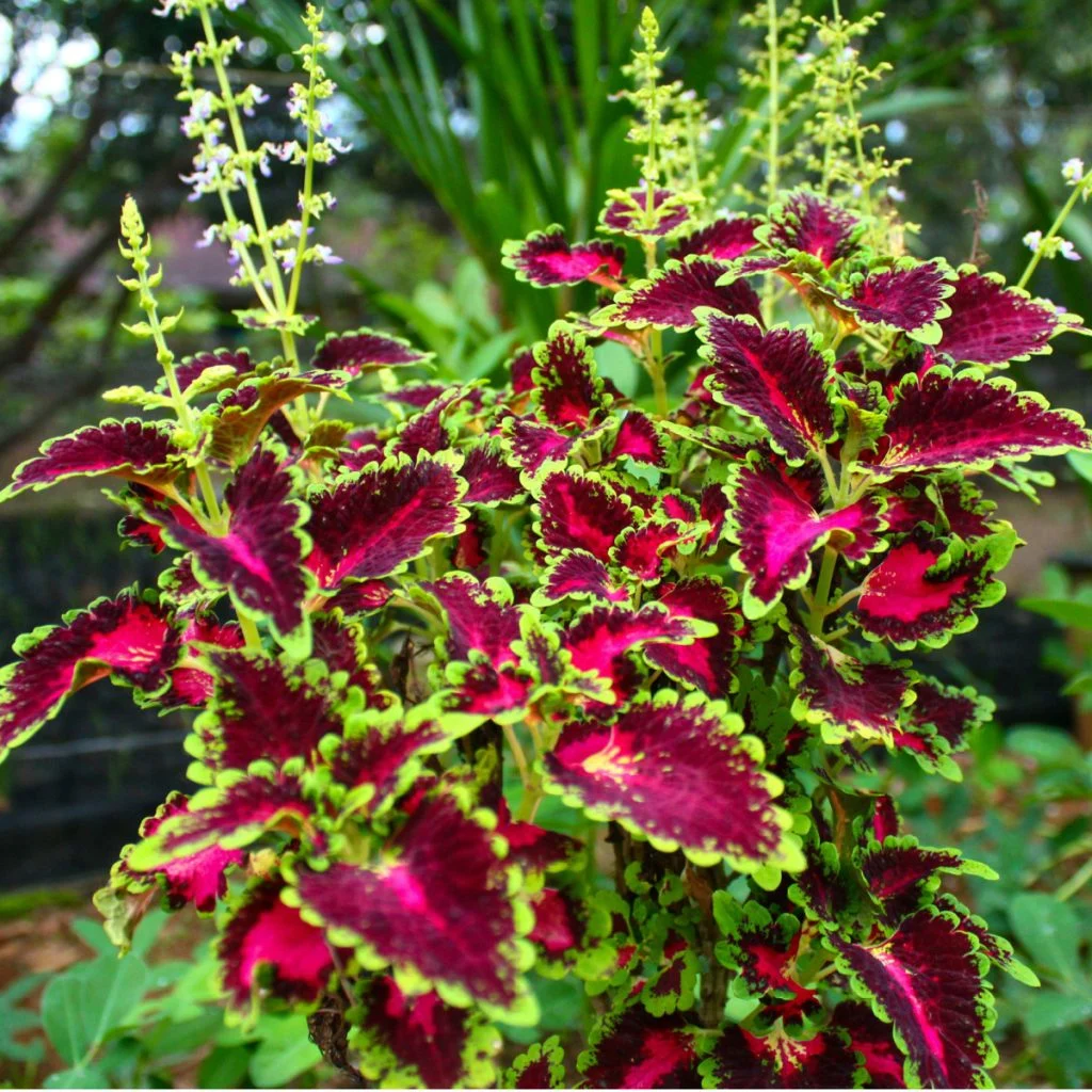 growing coleus in containers