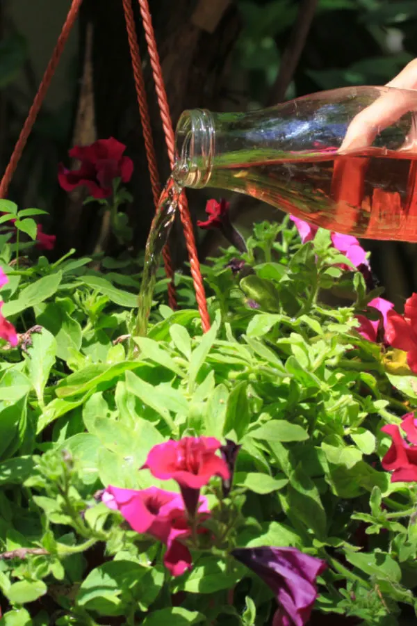 compost tea