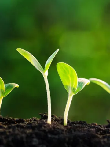 how and when to thin seed crops