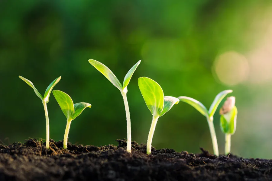 how and when to thin seed crops