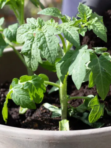 how to fertilize tomato plants in pots