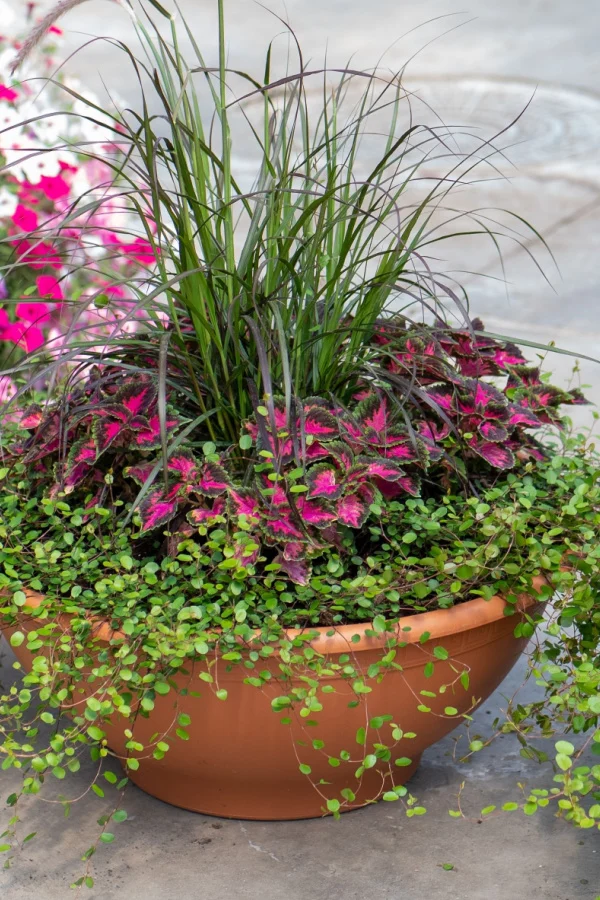 Coleus and other plants in one large growing container.