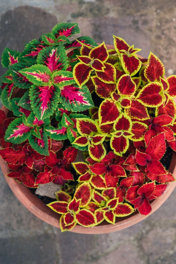 Different coleus varieties growing in one potted plant container. 