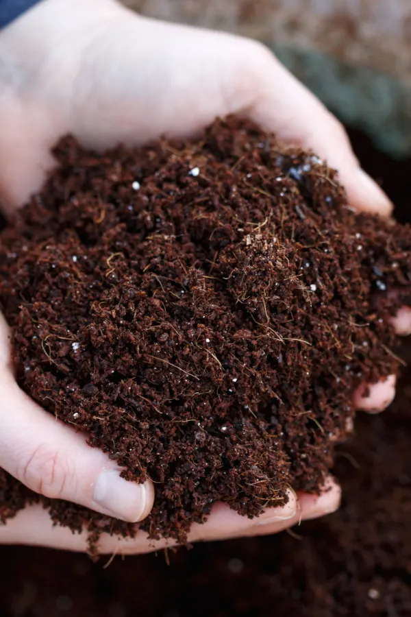 Two hands holding a bunch of potting soil. 