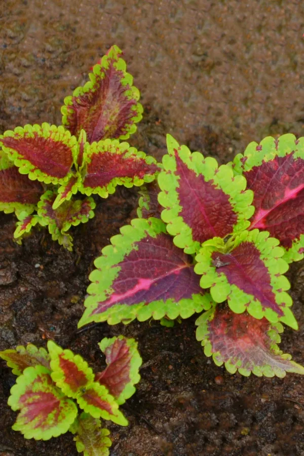 Three coleus cuttings growing in soil. 