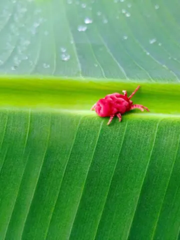 chiggers in yards