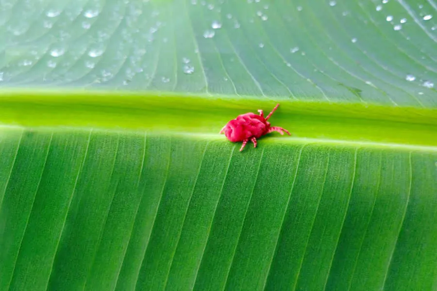 chiggers in yards