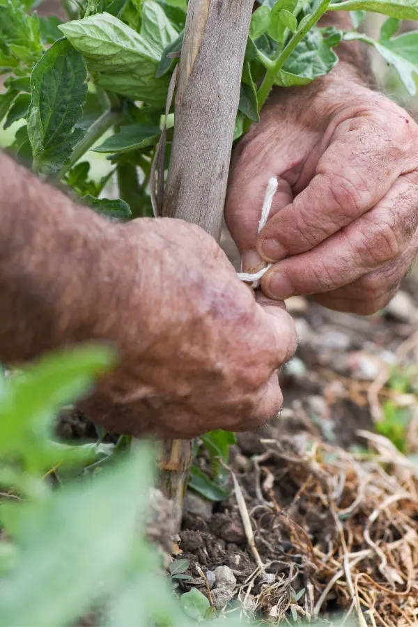 tie up tomato plants