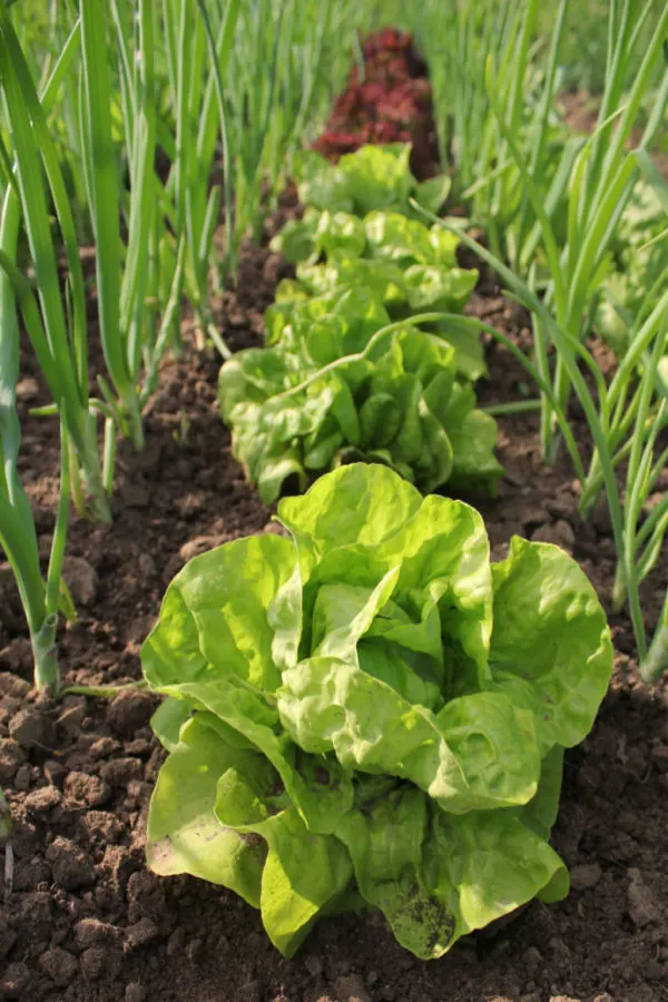properly spaced vegetable plants