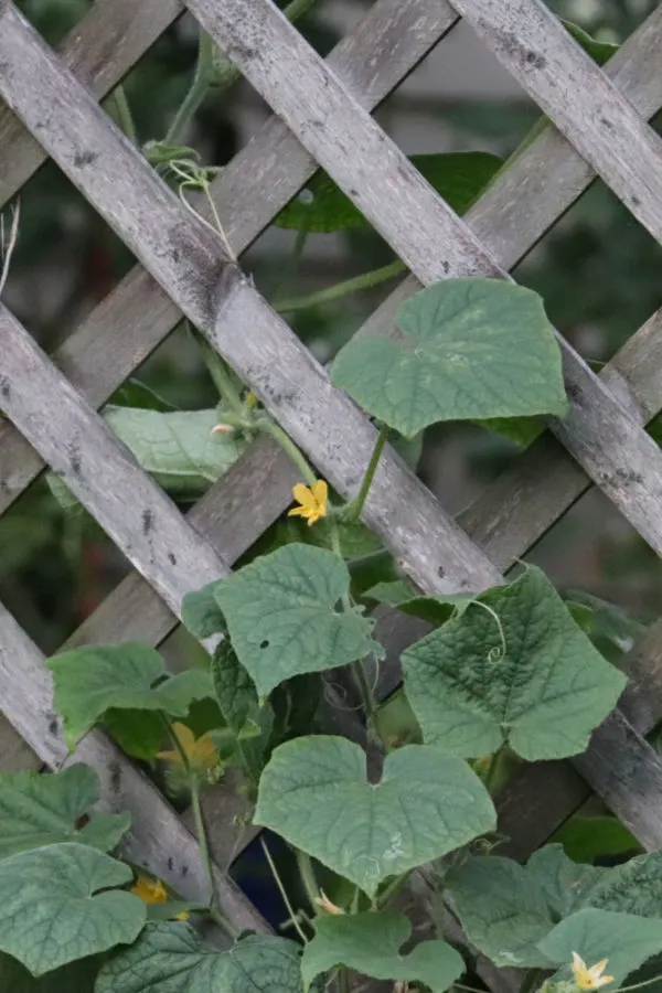wood lattice