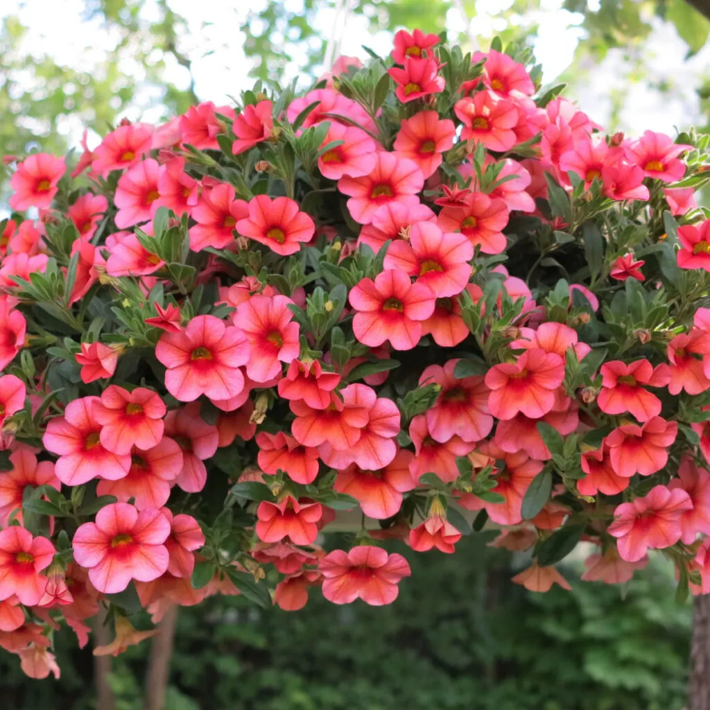 Pink petunias overflowing a healthy hanging basket.