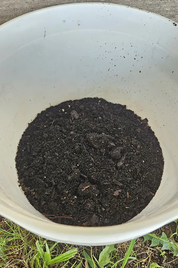 Aged compost in the bottom of a white bucket. - the first step in creating the compost tea liquid fertilizer for hanging baskets.  