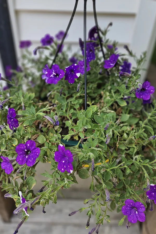 Purple petunias starting to look weak and dull. 