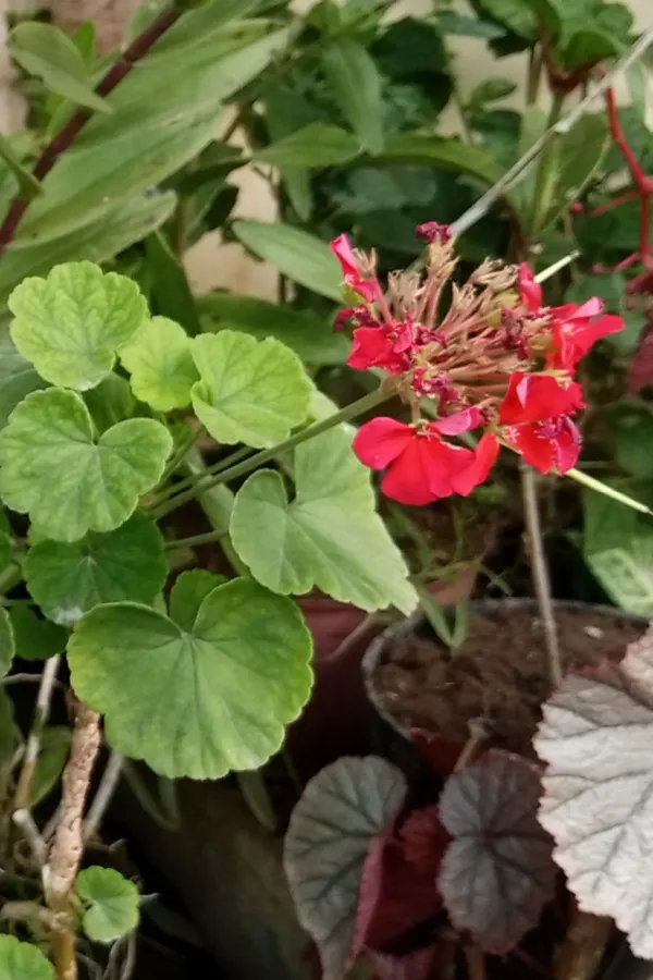 cutting back geranium blooms