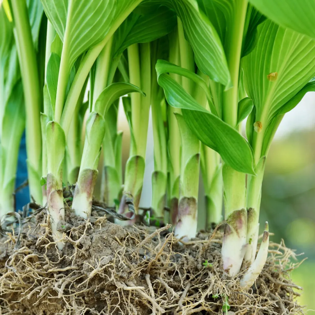 divide hostas in the summer