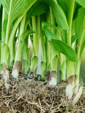 divide hostas in the summer