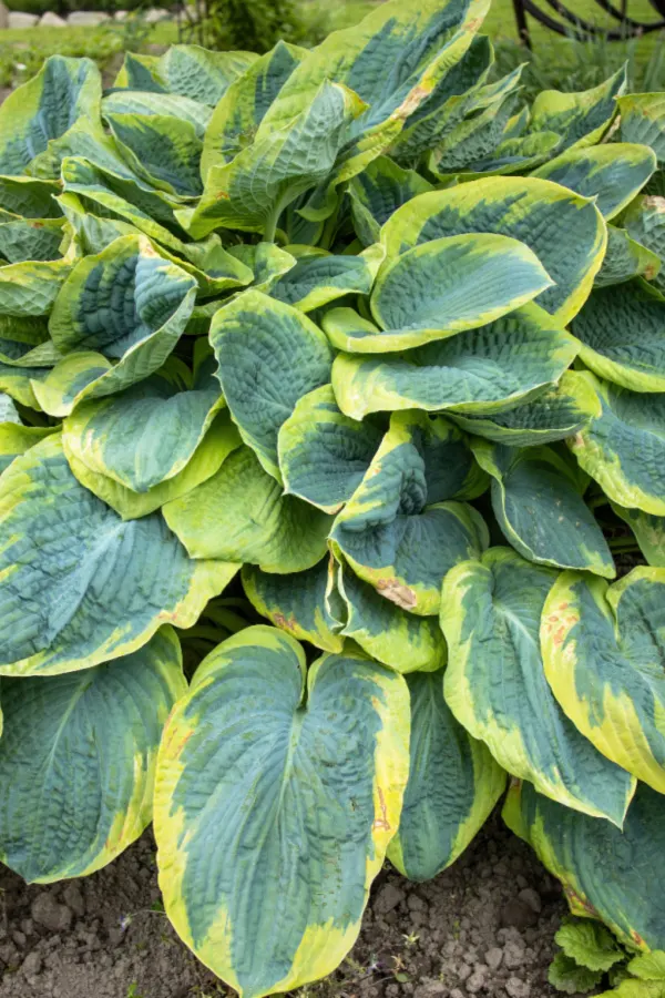 divide hosta in the summer