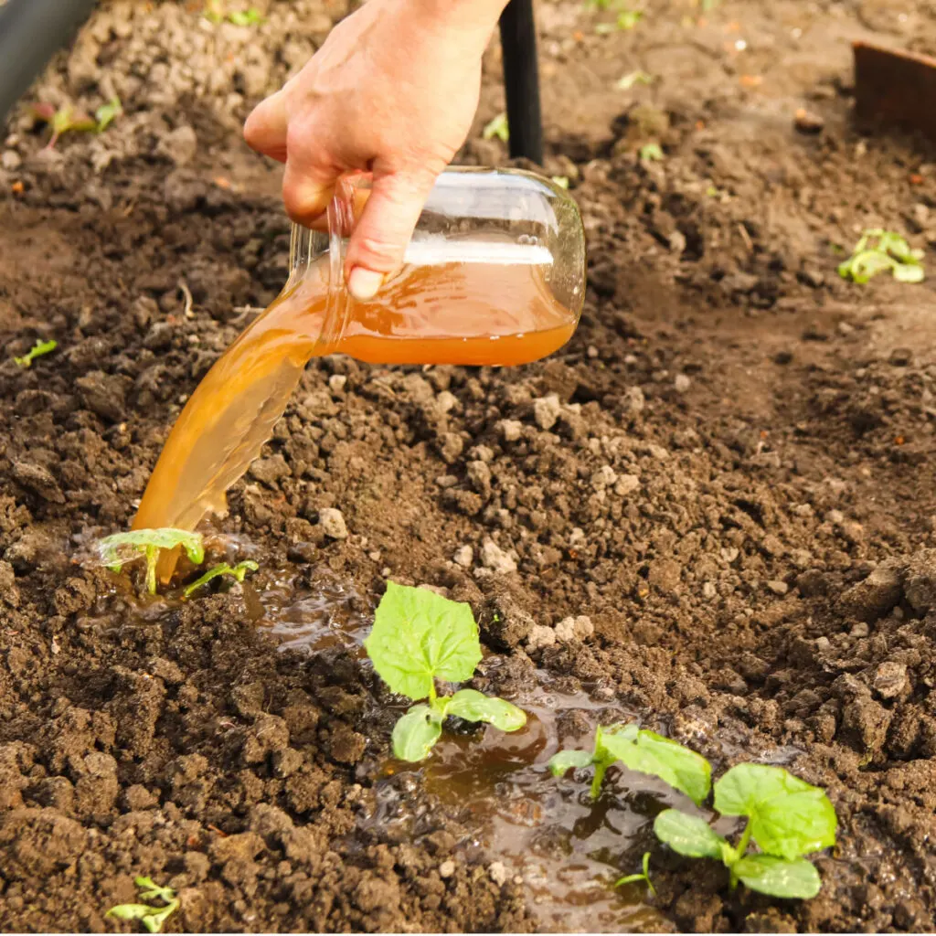 make homemade compost tea