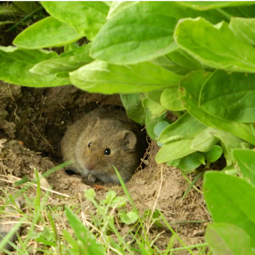 stop mice in the garden