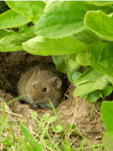 stop mice in the garden
