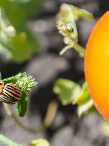 get rid of potato beetles
