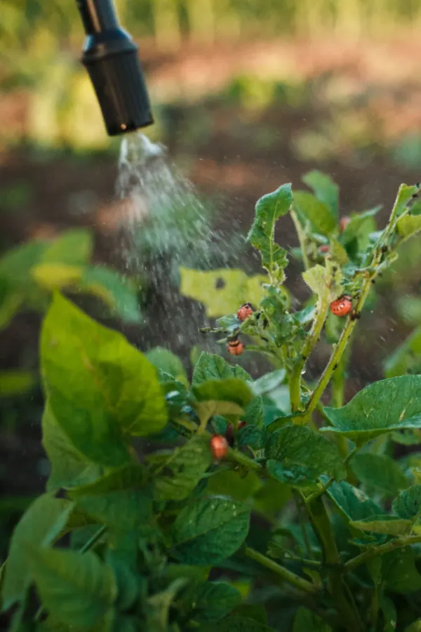 potato beetle spray