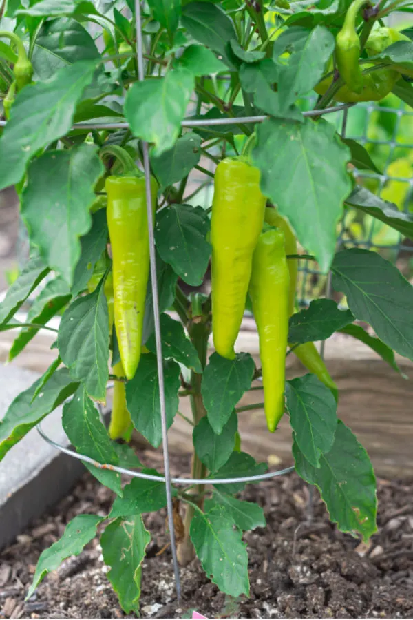 prune peppers