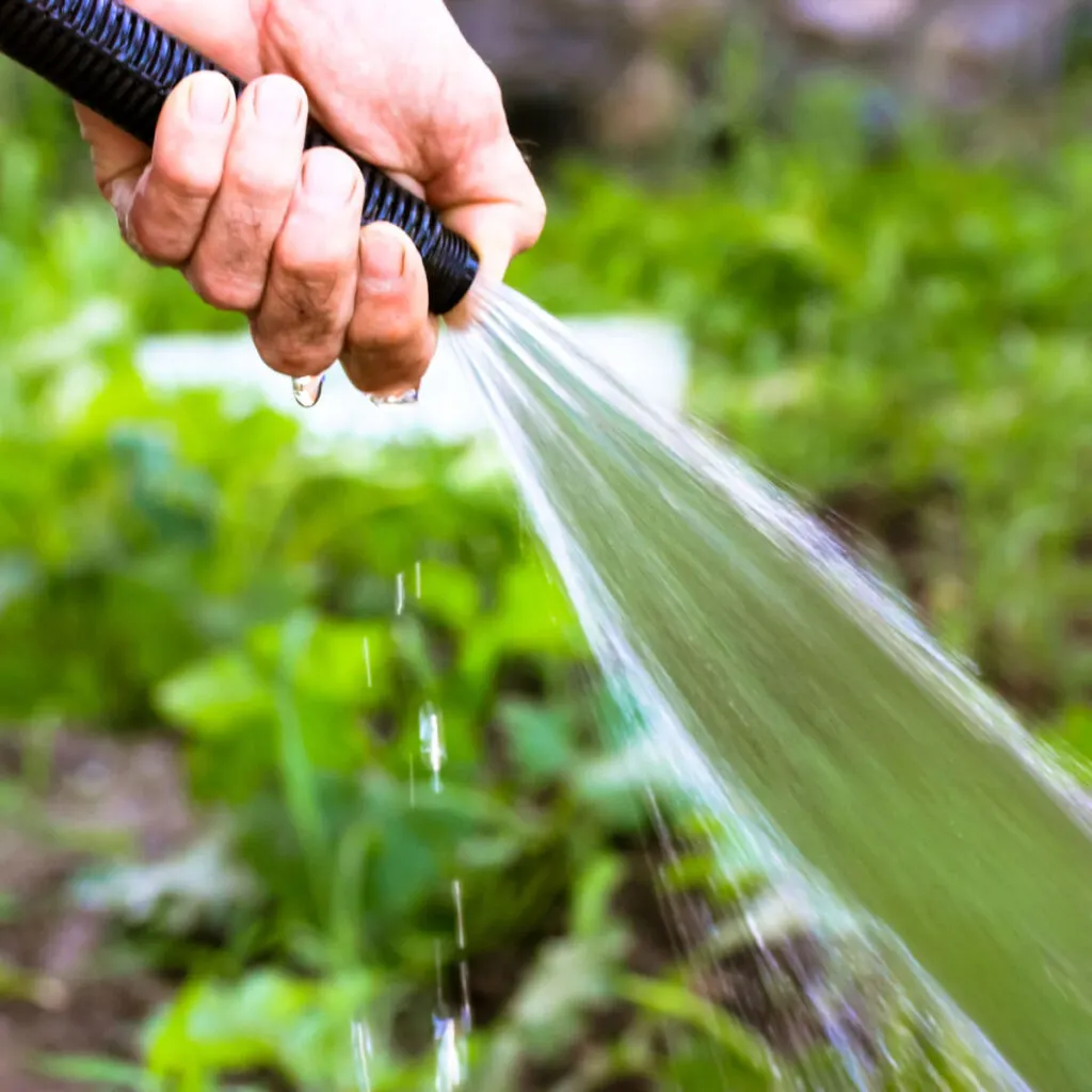 mistakes watering a vegetable garden