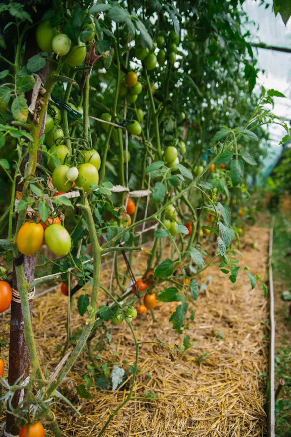 tomato growing mistakes