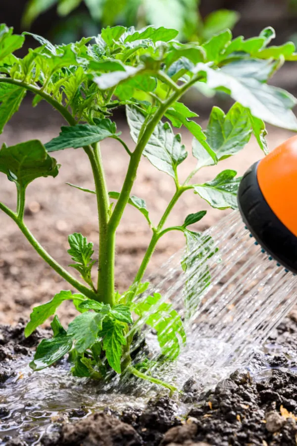 tomato plant