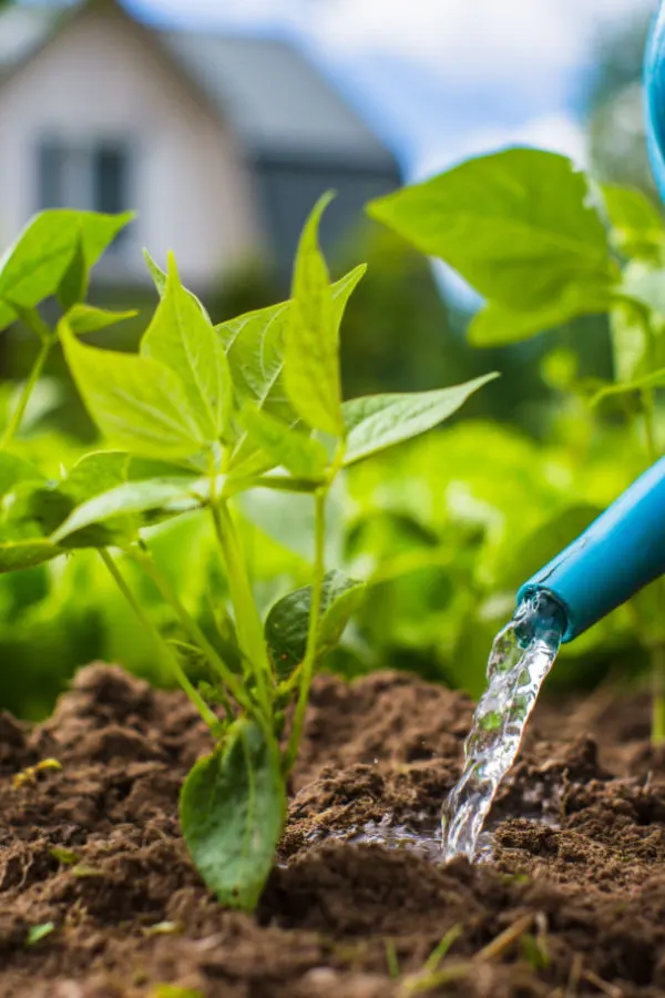 watering the garden