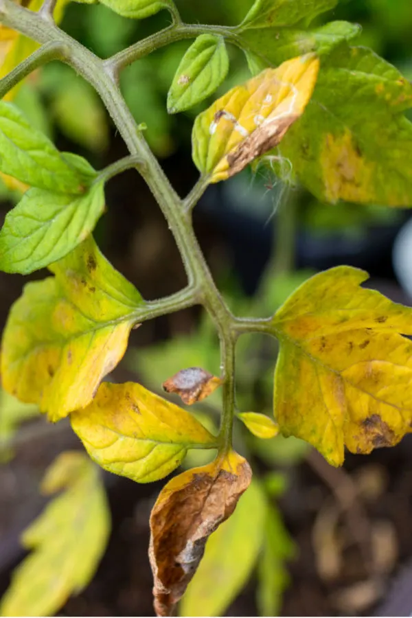 garden watering mistakes