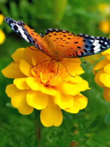 How To Attract Butterflies To Your Flower Beds & Garden