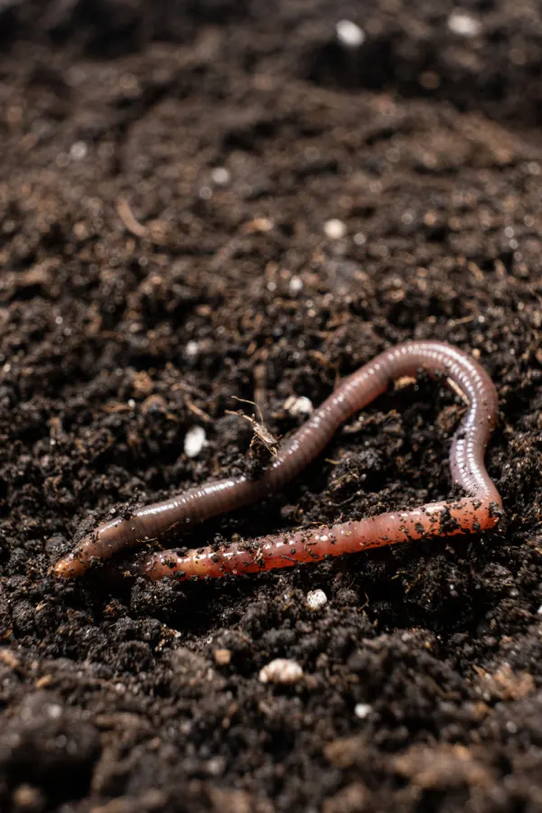 earthworms