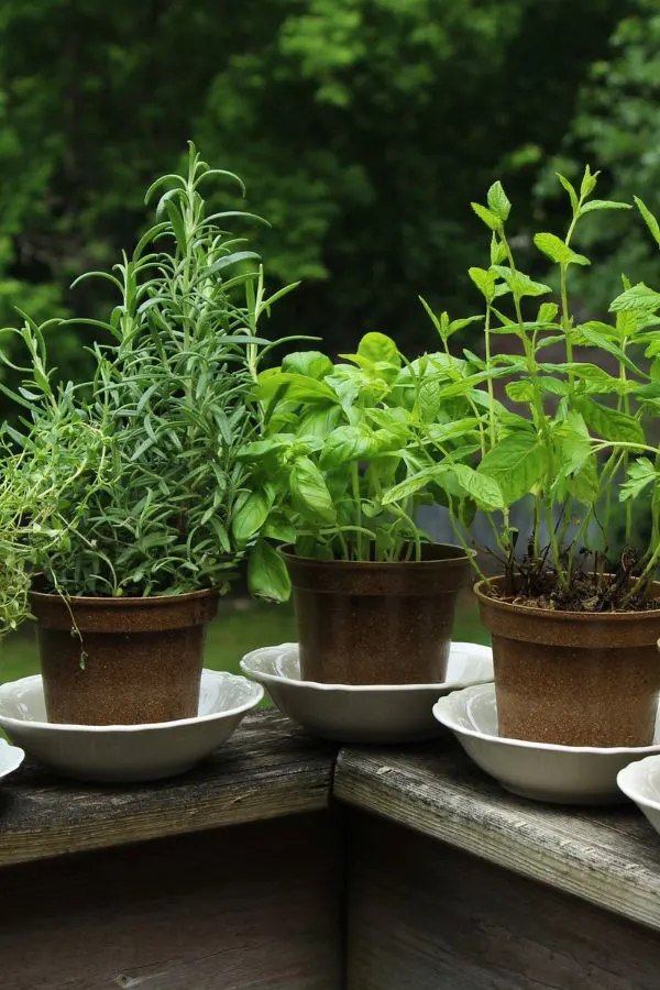Potted Herb Garden