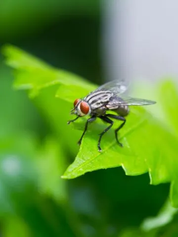 How to Keep Flies Away From Your Porch, Patio and Deck