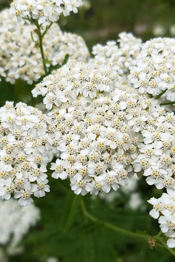 Yarrow