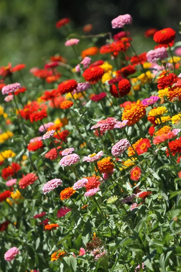 Zinnia
